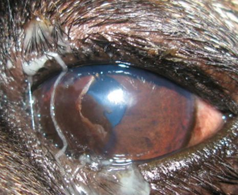 Pug with medial entropion/trichiasis